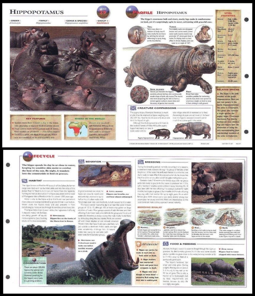 Fold-Out Sheet - Hippopotamus - 29