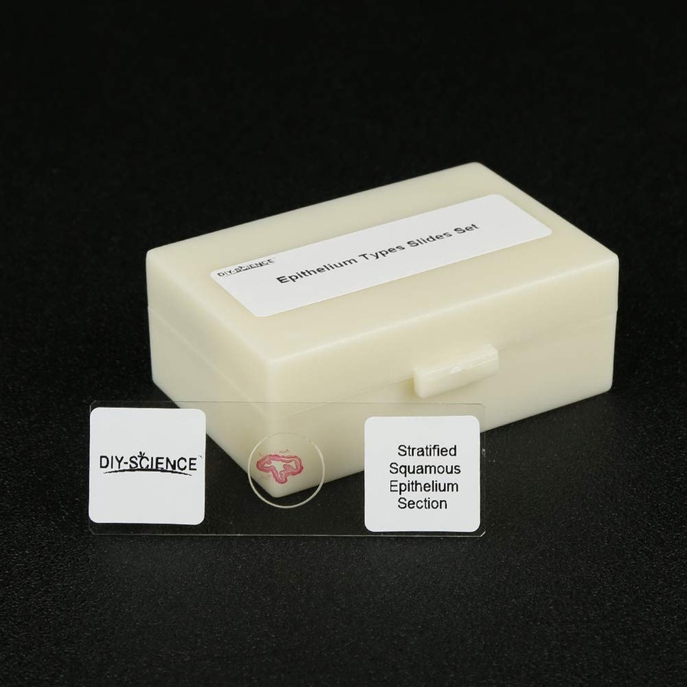 Prepared Epithelium Types Microscope Slides Set, Excellent 11pcs Specimens Re...
