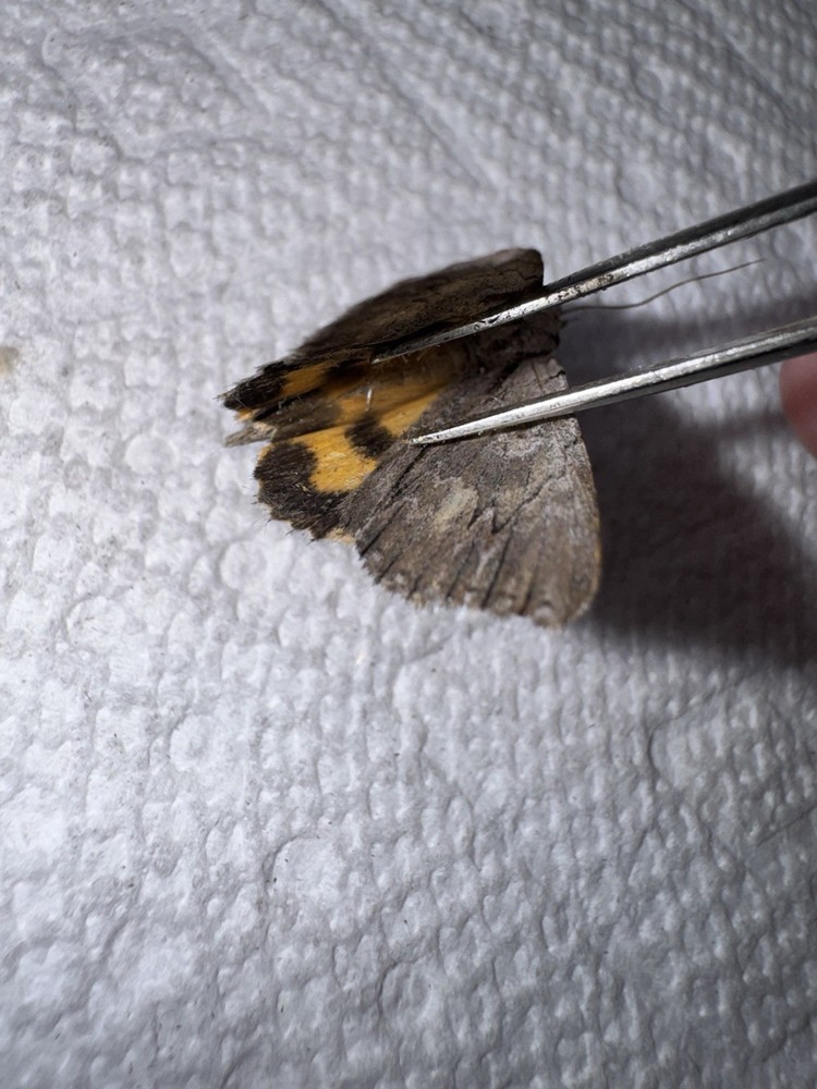 BY5 - Small Yellow Catacola Underwing Moth 2