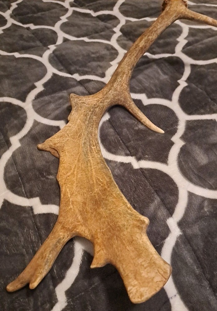 One Fallow Deer Antler. Appx 19 Inch Long.