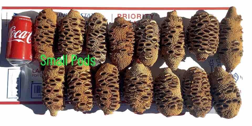 Banksia Pods,for Stabilize Pen Blanks, Knife Scales, Tool Handle, Hybrid Blanks.