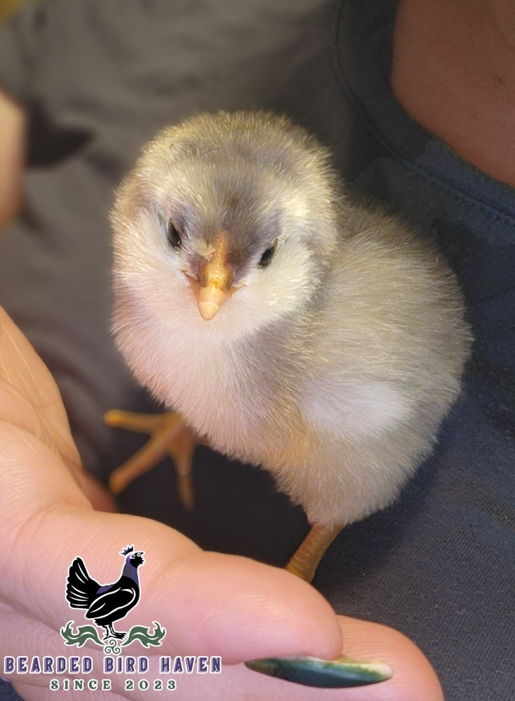 Easter Egger Hatching Eggs X6 (NPIP Certified: AI/PT Clean) + EXTRA