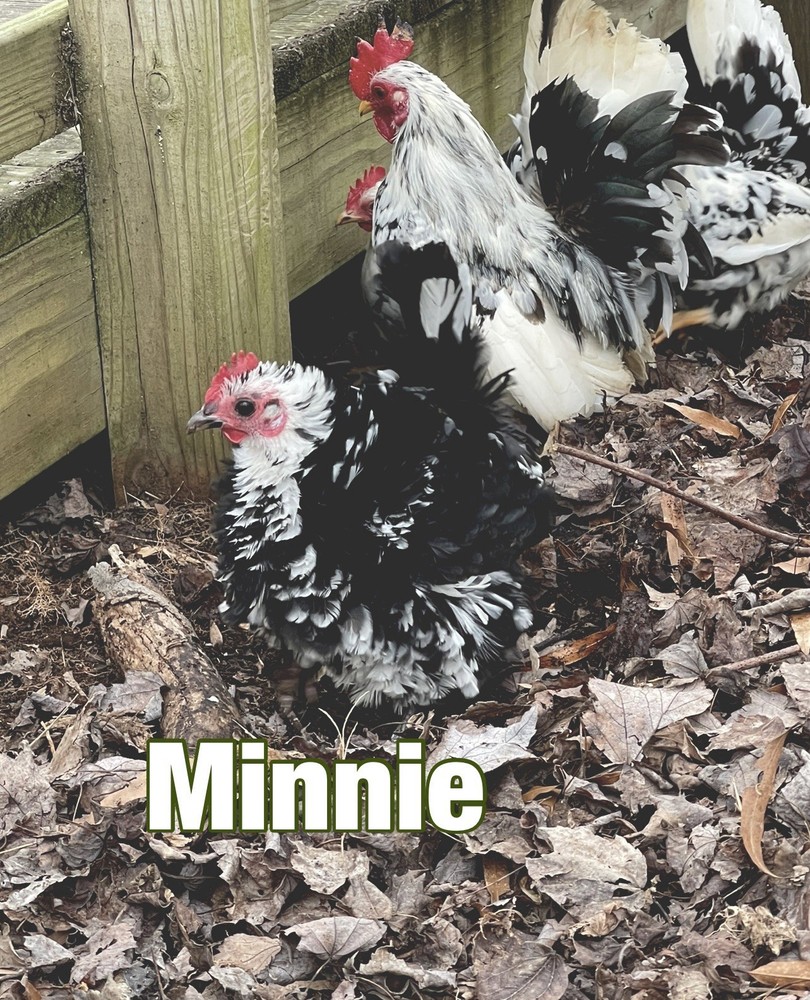 Serama Hatching Eggs 12+ Smooth, Frizzle