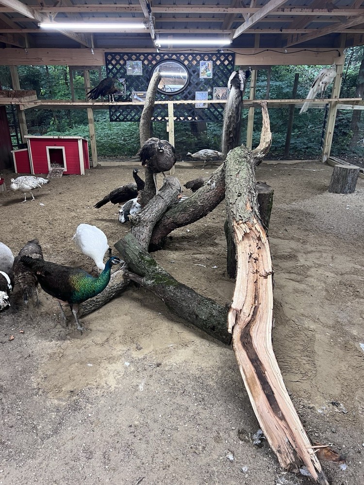 🦚 5 Peacock Peafowl Hatching Eggs 🦚 READ DESCRIPTION