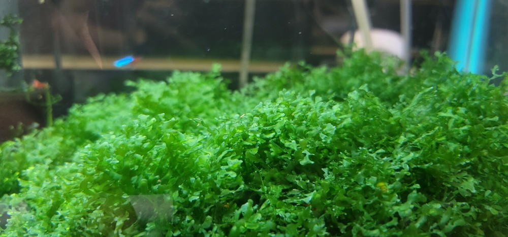 Plant/Moss Pack 1(2oz cup) Subwassertang, 1(2oz cup)Java Moss.