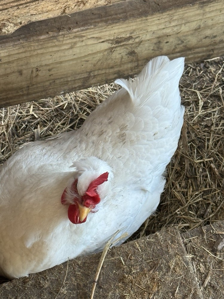 10+ Count Barnyard Mix Fertile Chicken Eggs