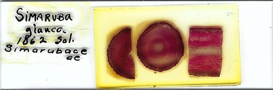 Simarouba glauca Microscope Slide