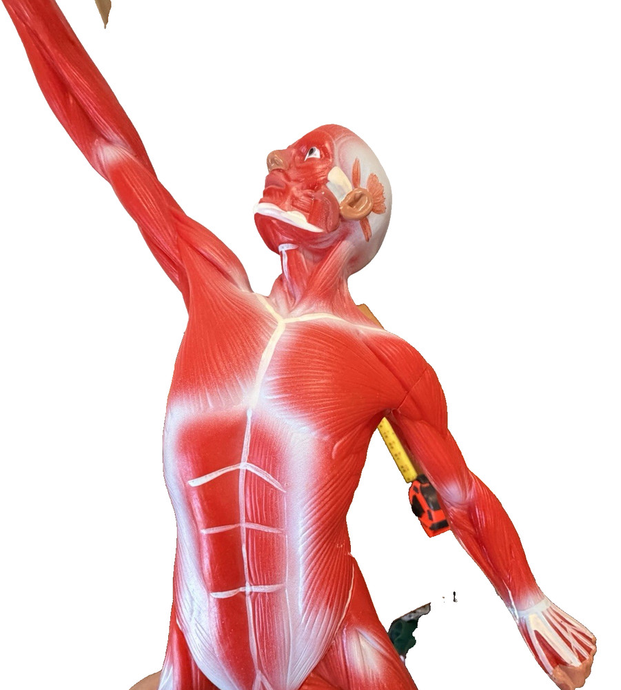 Human Muscular structure Anatomy System Model with base