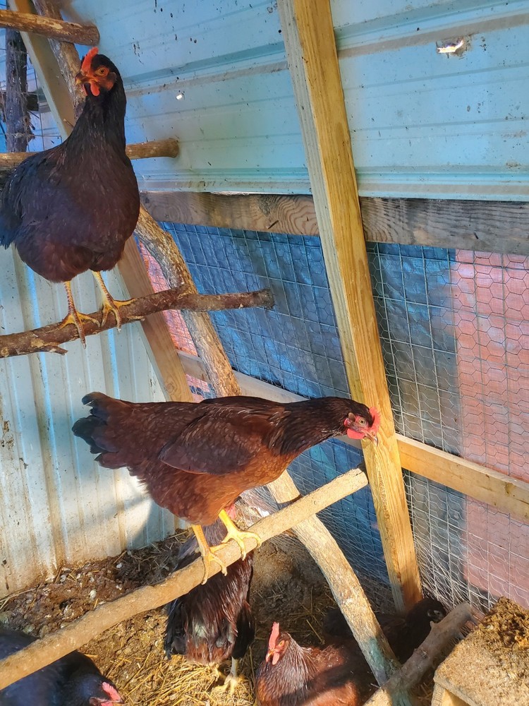 12 Exhibition Rhode Island Red Hatching Eggs