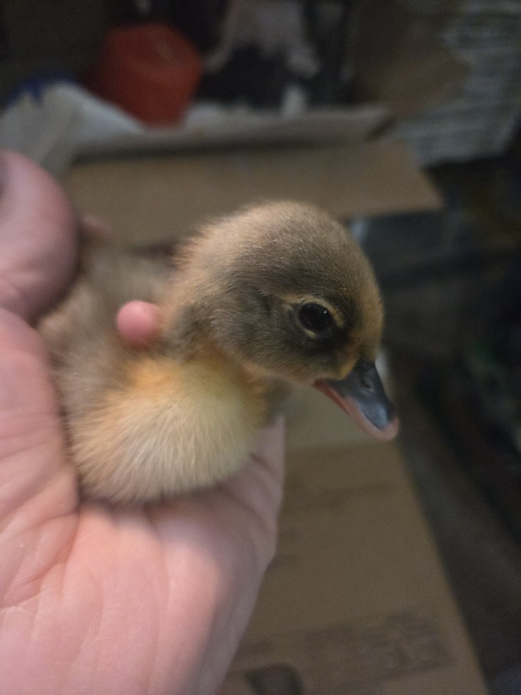 6+ Eggs Indian Runner & Campbell fertilized duck eggs