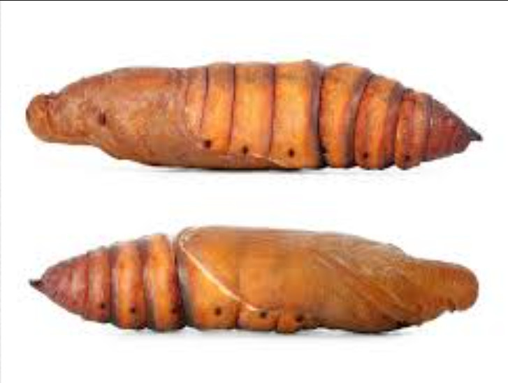 White lined sphinx moth pupae cocoon lepidoptera live feeder insect