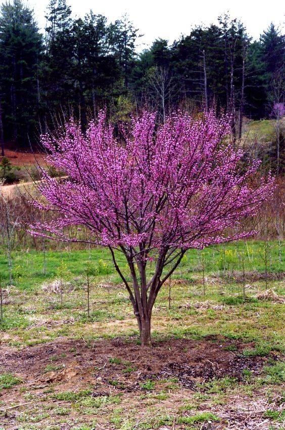 5 Eastern Redbud Tree Bare-root
