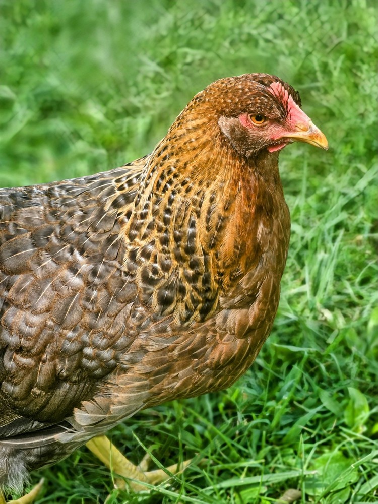 Bielefelder Kennhuhn 8+ Hatching Eggs