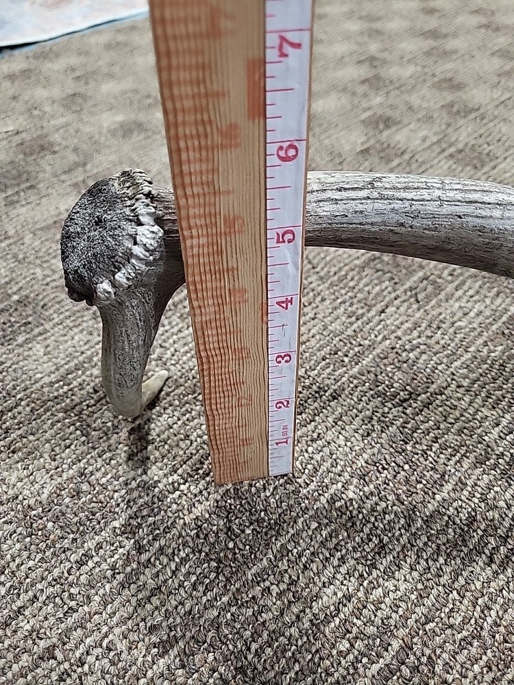Aged Moose Antler 18"