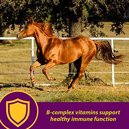 Horse Health Red Cell, Liquid Vitamin-Iron-Mineral Supplement for Horses,