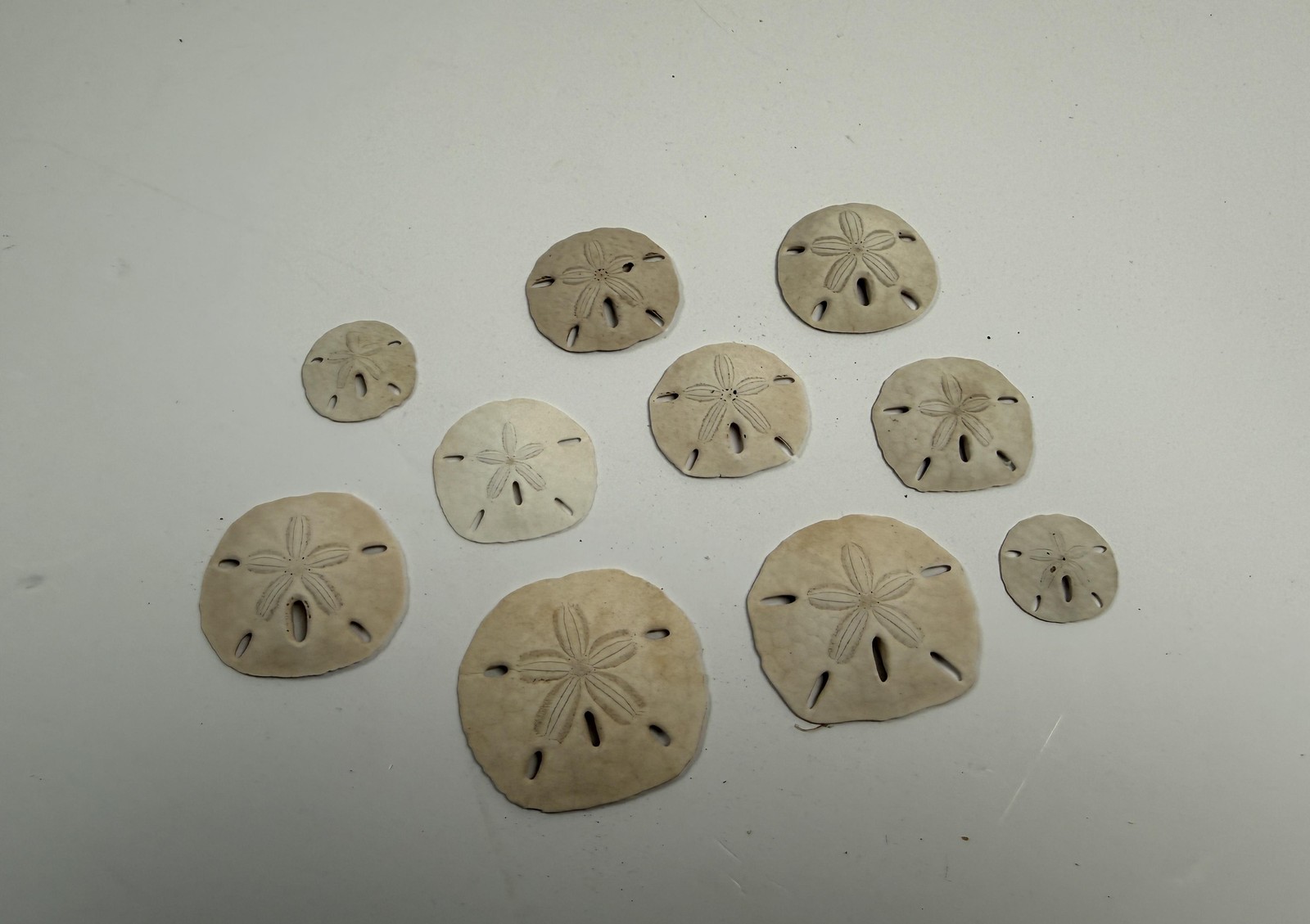 Sand Dollar Shells Lot Of 10 Natural White Beige Beach Decor Small