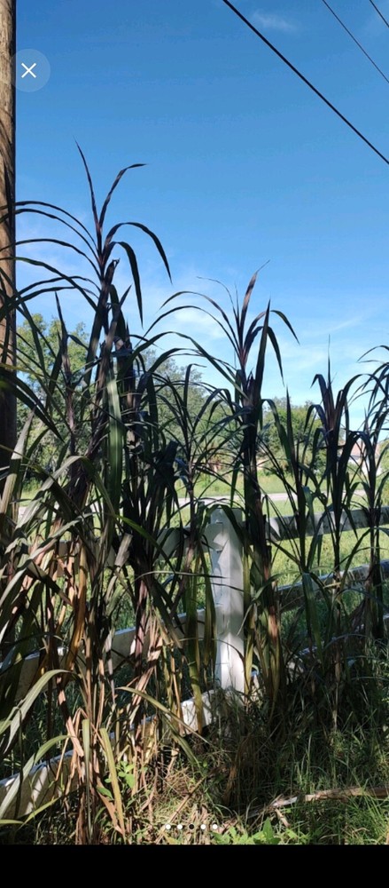 20 Red Napier's Grass Cuttings