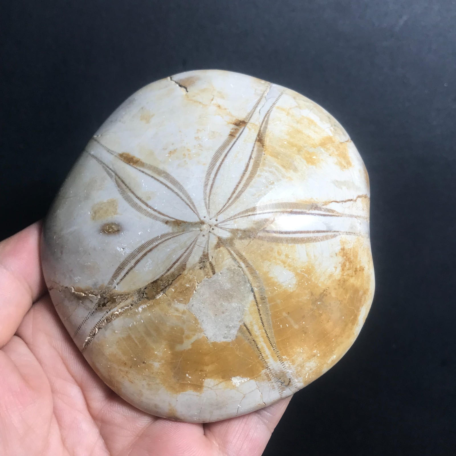 213g Starfish Crystal Specimen 09
