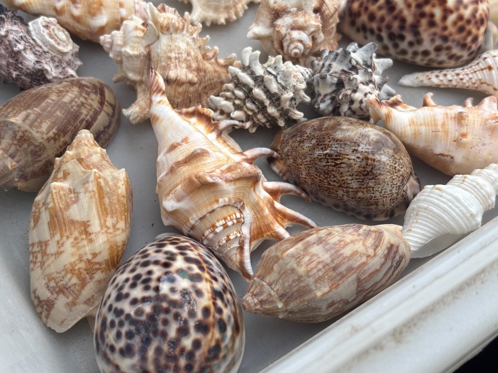 Large Seashells Assortment 10 Different Species Best Value