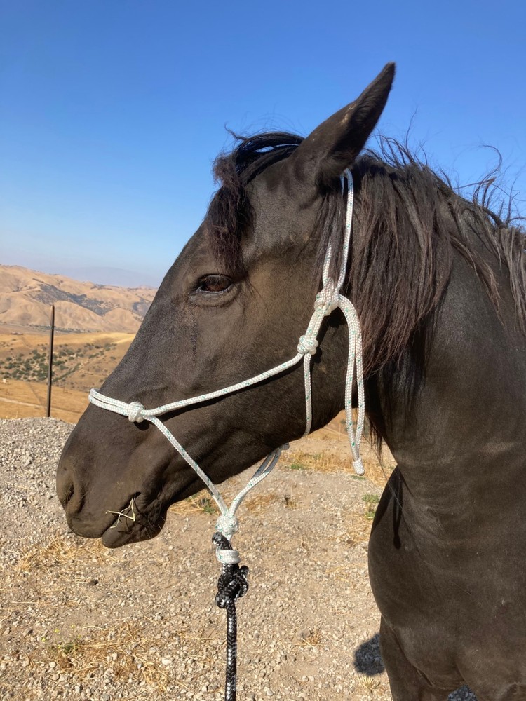 Rope Halter & 8ft Lead, Average Horse