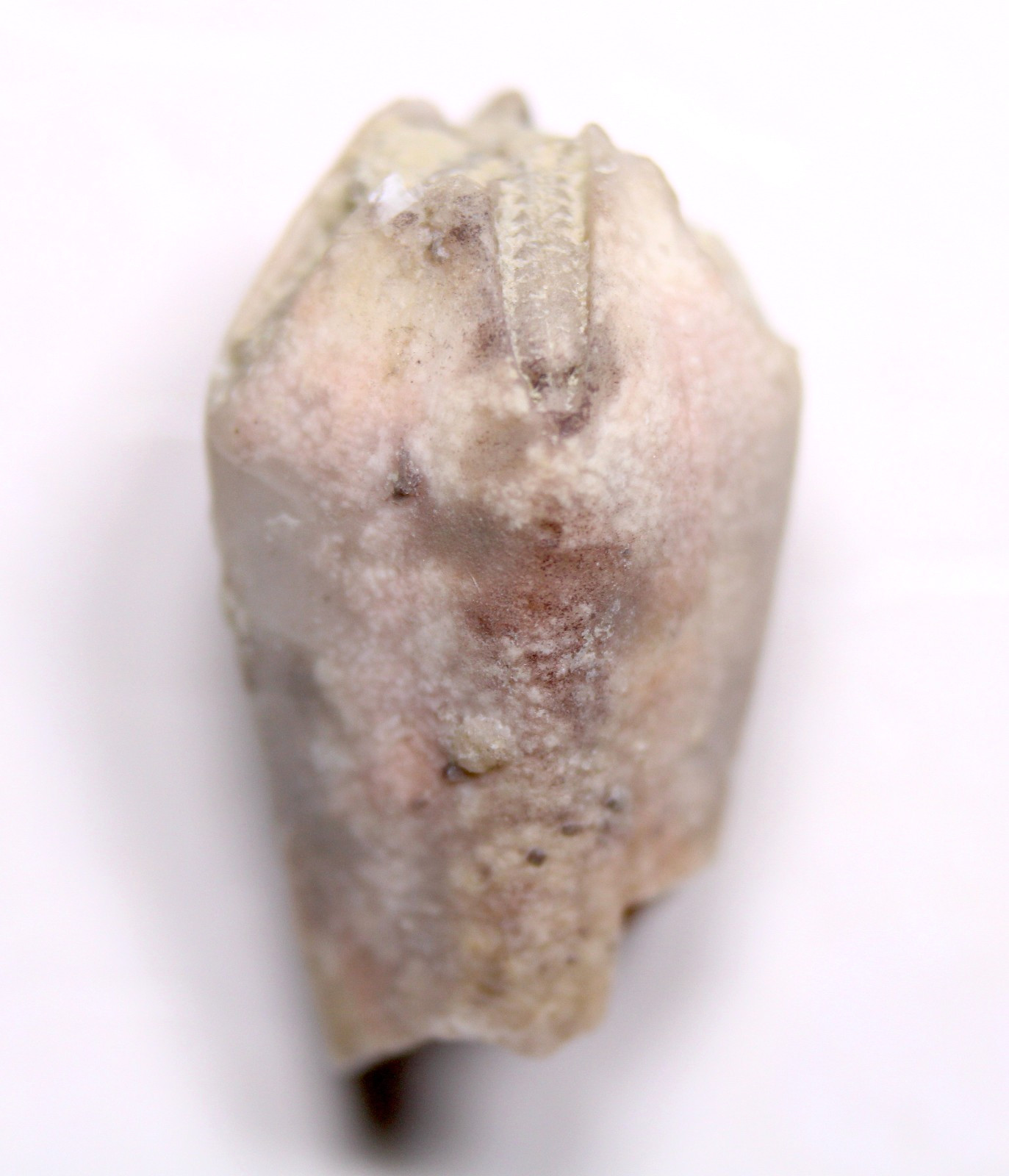 Troosticrinus reinwardti Blastoid Fossil Silurian Tennessee Brownsport Formation