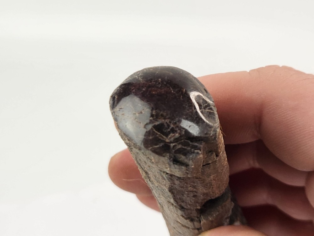 Polished Dinosaur Bone (Rib?) Fossil - Morrison Fm.