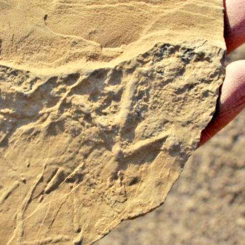 Two (2)  Small Bird Tracks in Trample Zone aka Bird Disco