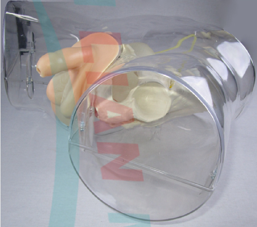 1:1 Human Transparent Male Catheterization Model Training Display Model