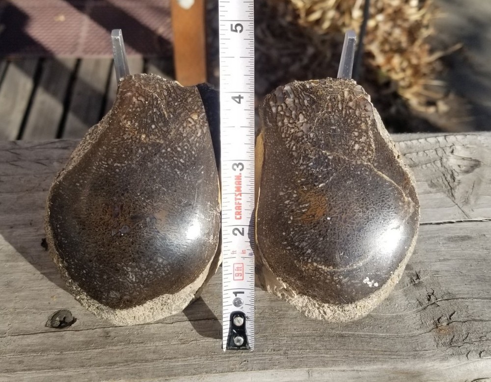 Nice Stegosaurus Vertebra Agatized Split Polished Multicolor Solid Morrison 2+Lb