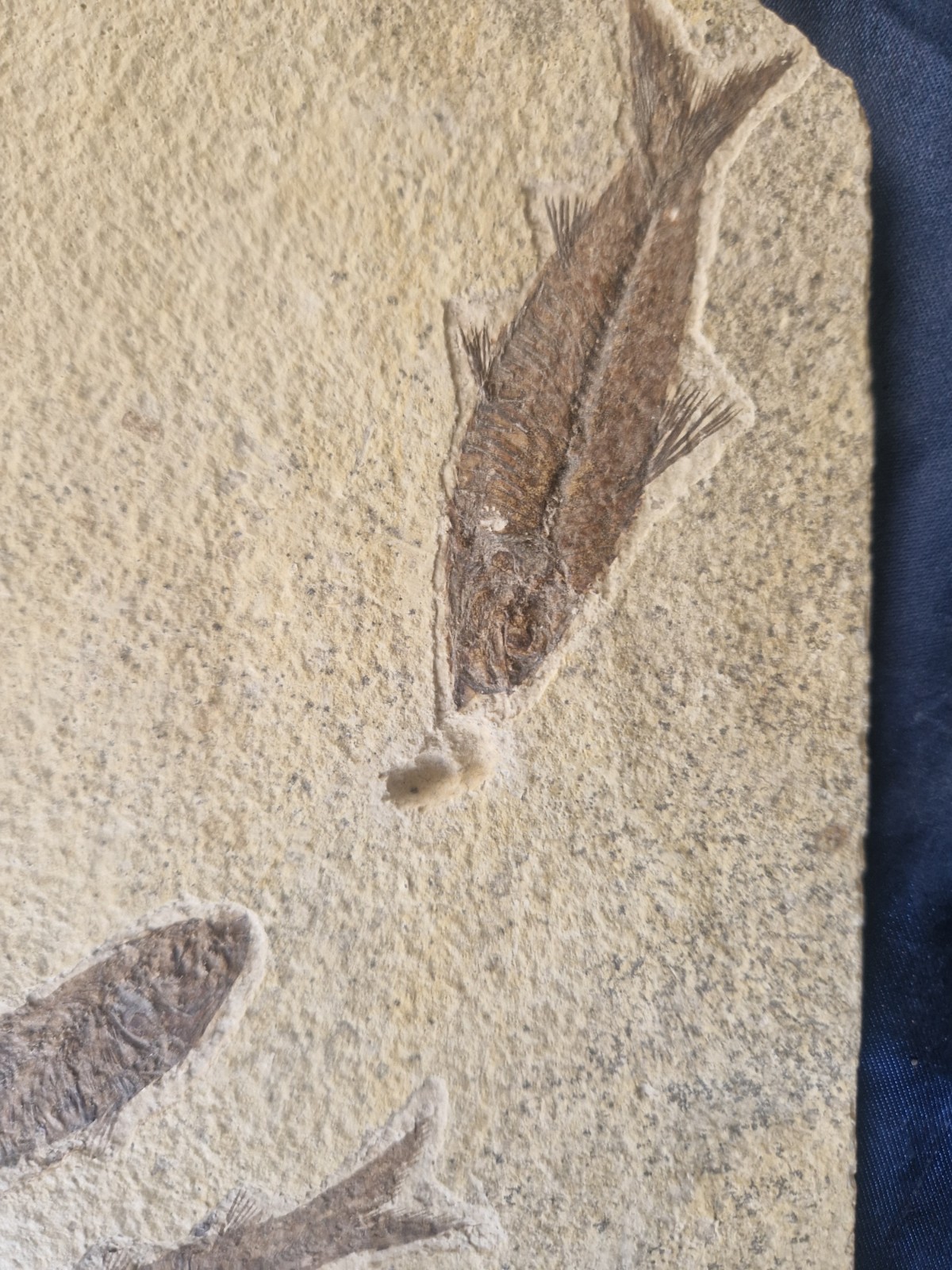 FABULOUS KNIGHTIA HIGH FOSSIL FISH PLATE - GREEN RIVER FMT - WYOMING - USA..