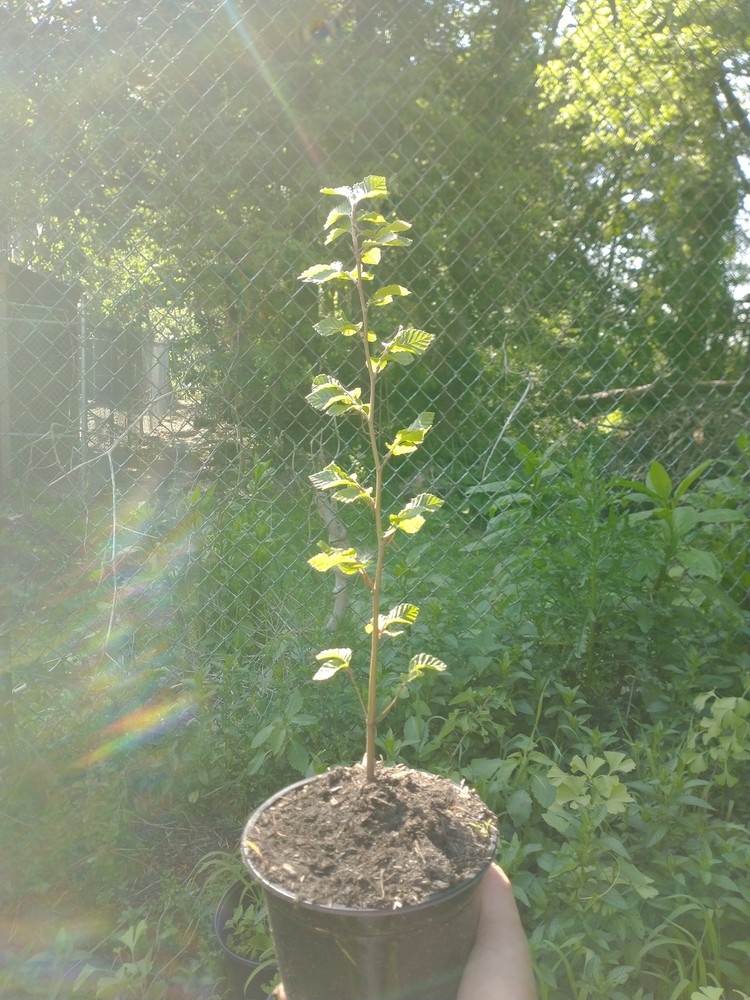 European Beech (Fagus sylvatica)