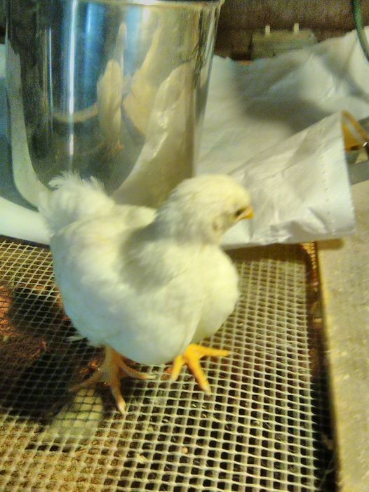12+ white wyandotte bantam Hatching Eggs