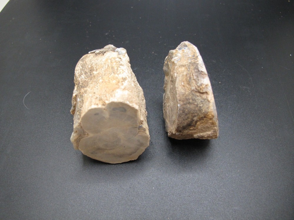 2 - Rough * Blue Forest Petrified Wood * 7.2 oz. * *