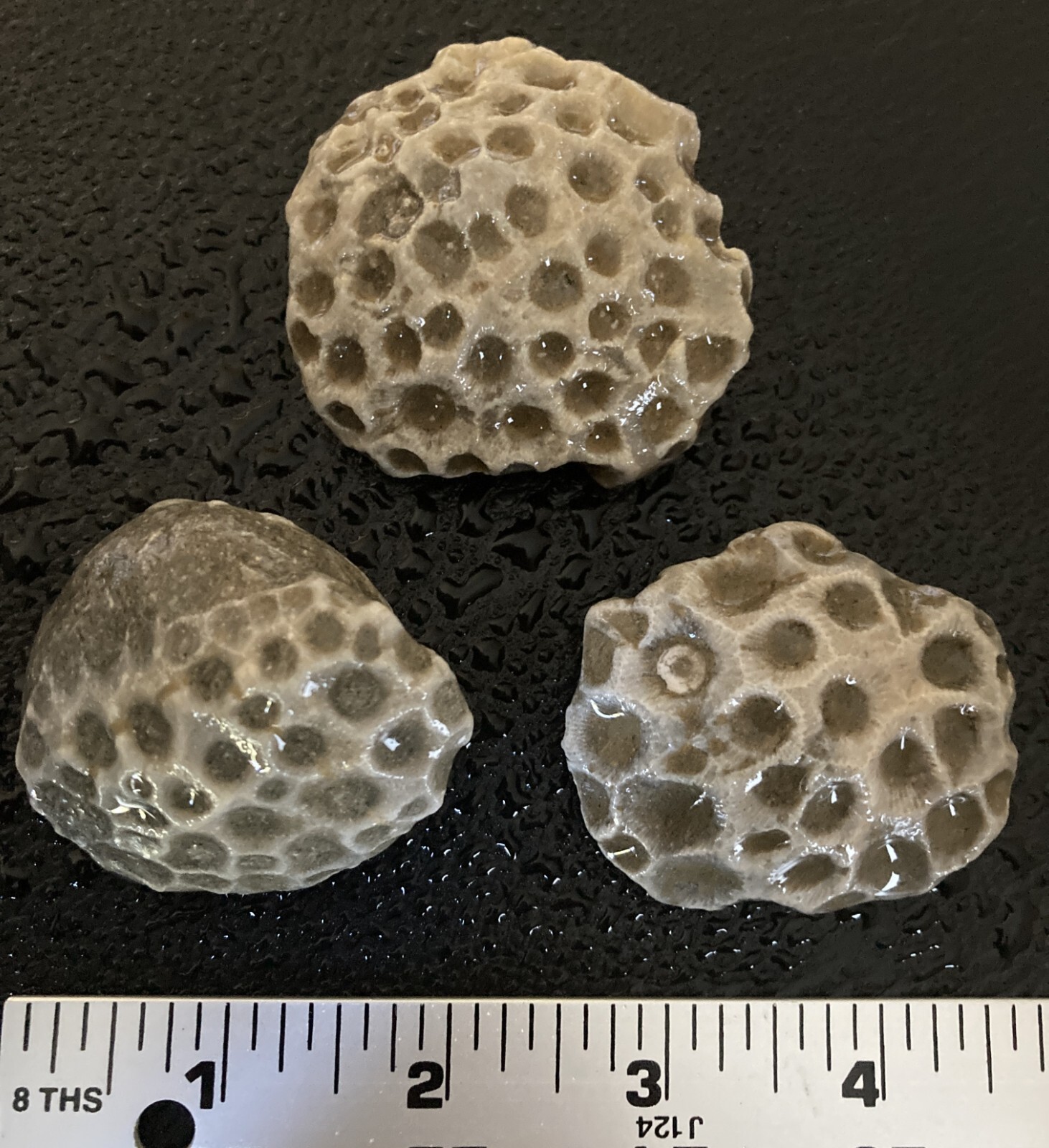3pc Michigan Petoskey Stones Hexagonaria - Detailed Coral Head Fossil Specimens