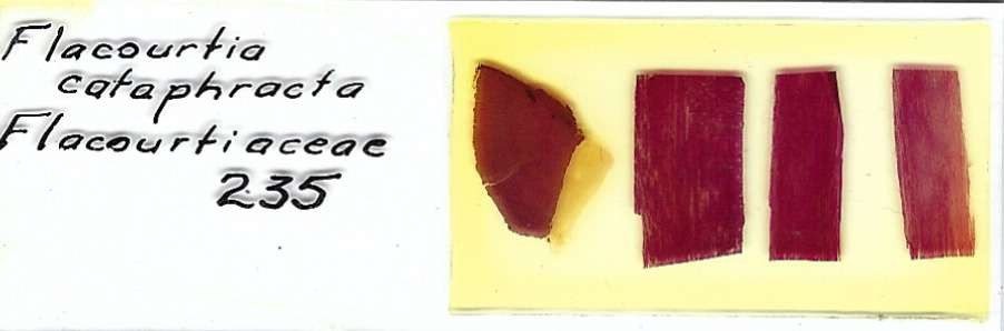 Flacourtia cataphracta Microscope Slide