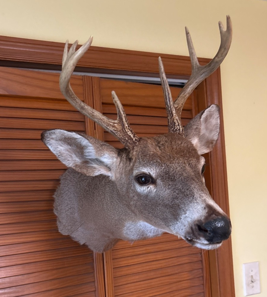 8 Point Whitetail Deer Head Mount Taxidermy