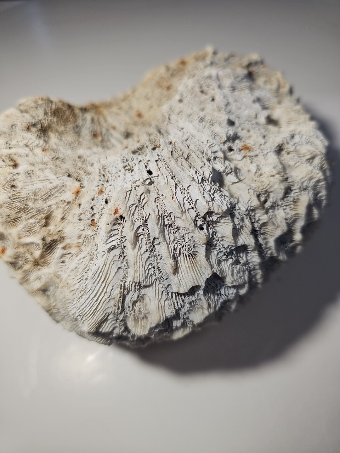 Fossilized Brain Coral, Diploria Labyrinthiformis 6+ inches