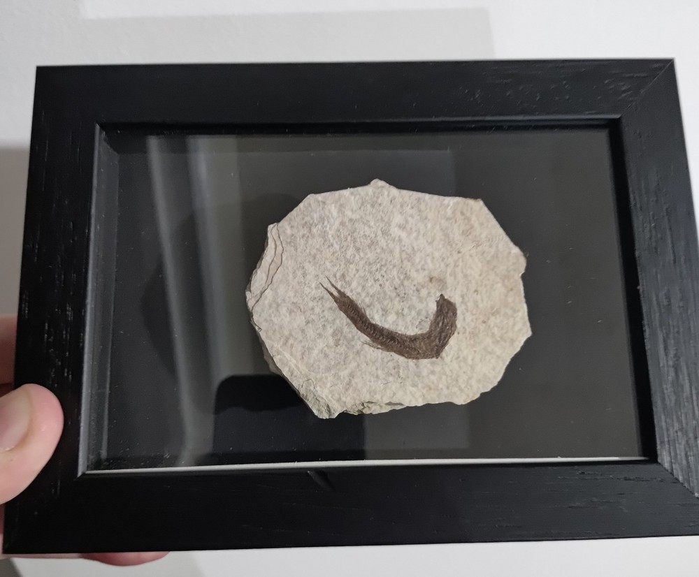 Knighting Fish Fossil In A Frame