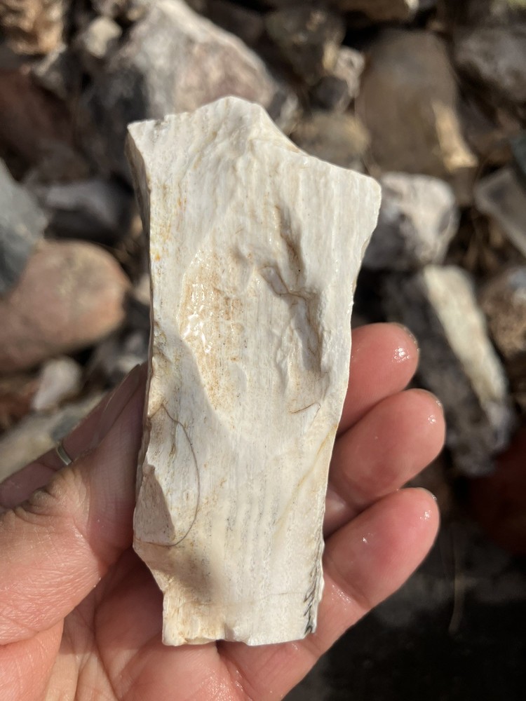 Opalized Petrified Wood