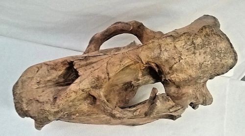ALLODESMUS SKULL REPLICA