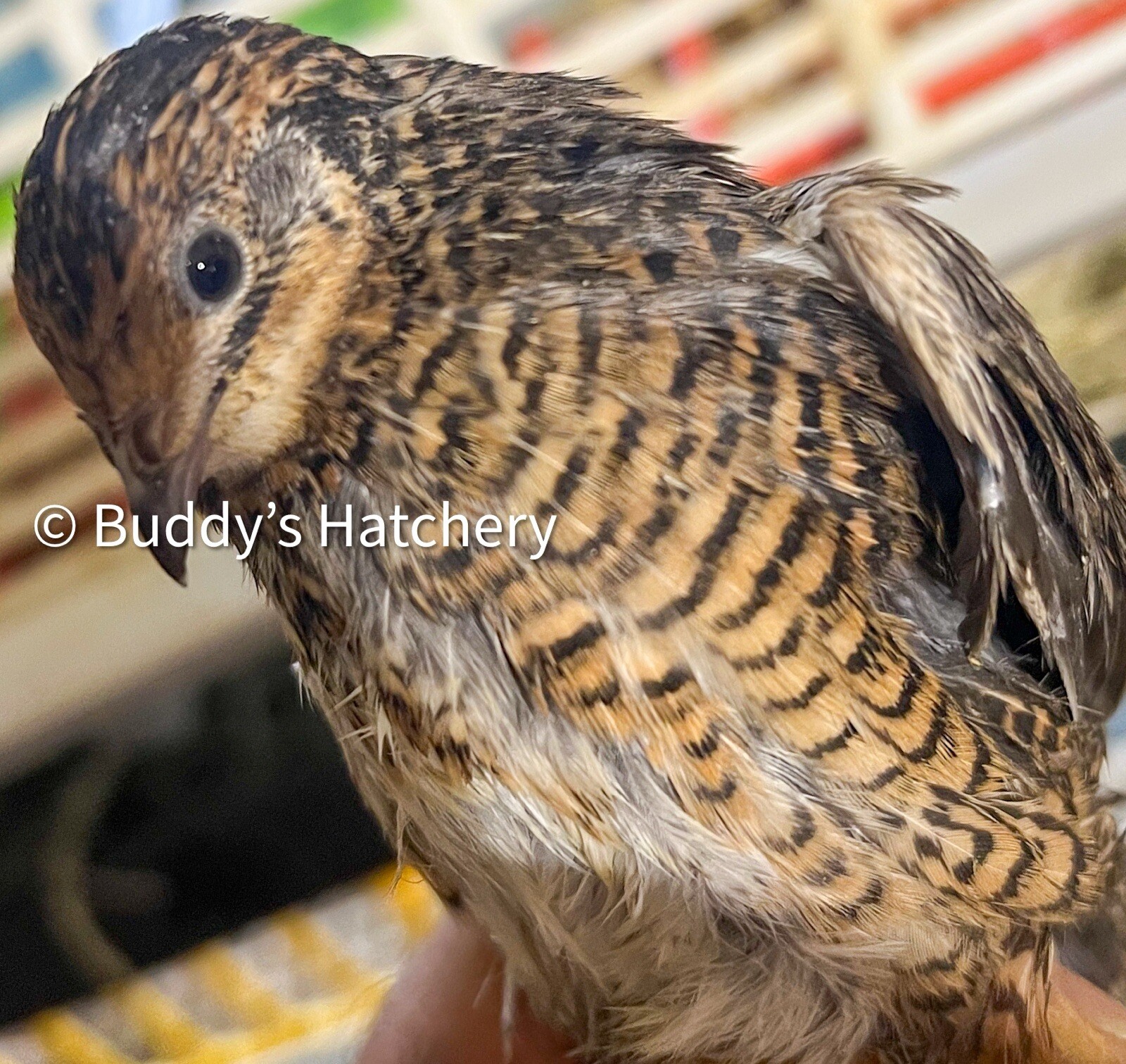 24 Button Quail Fertile Hatching Eggs Quail