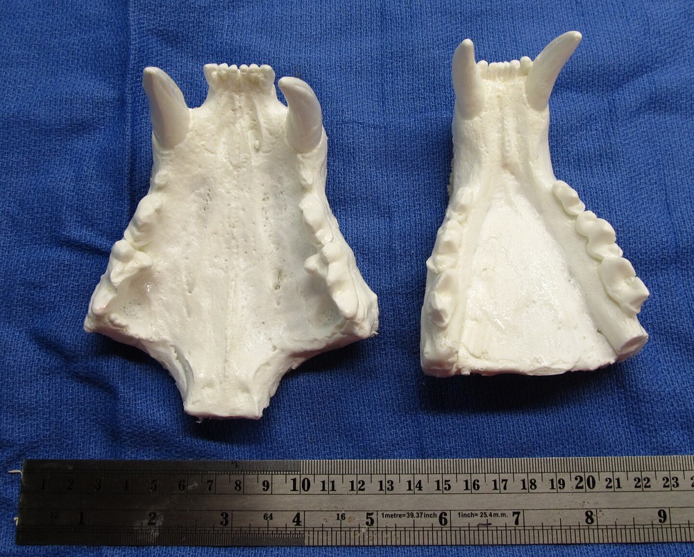 Leopard jaws teeth cast taxidermy plastic replica