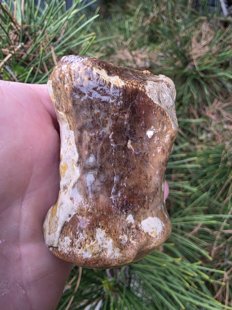 Partially Digested Mosasaur Thoracic Vertebrae TX Fossil Mosasaurus