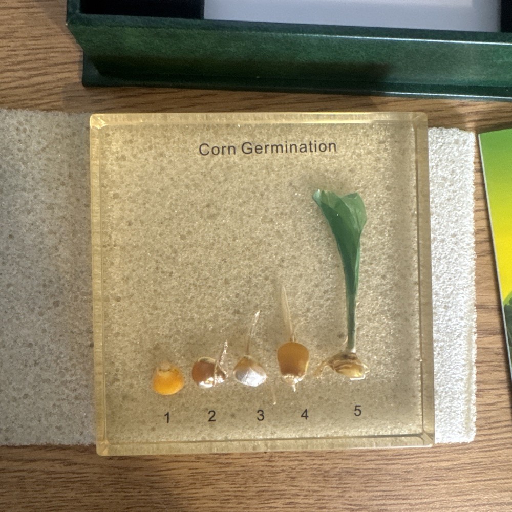 Corn Germination-specimen block