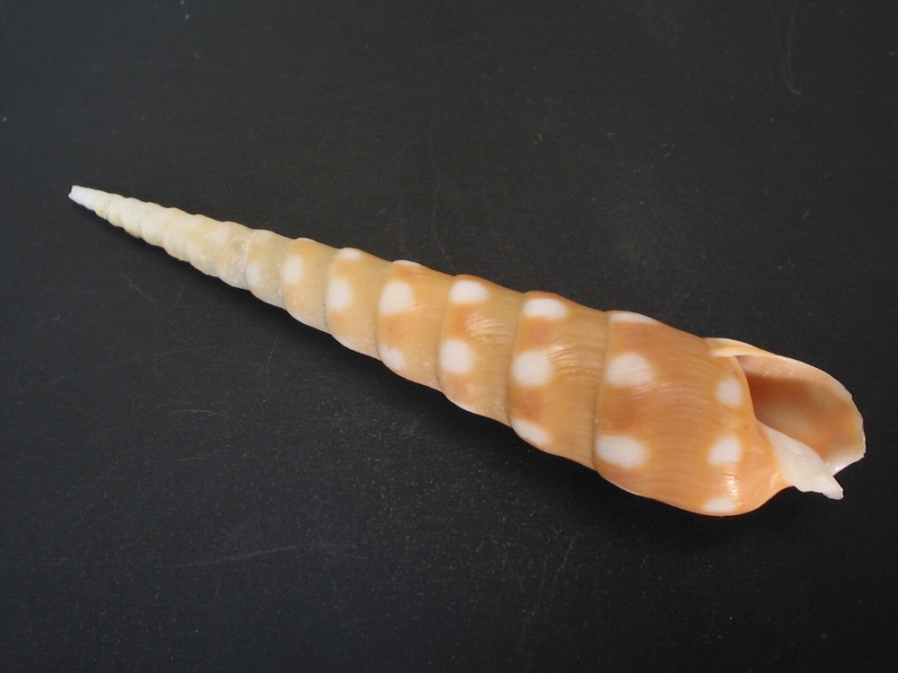 Super Pattern...TEREBRA GUTTATA~75.5mm~Indonesia SEASHELL