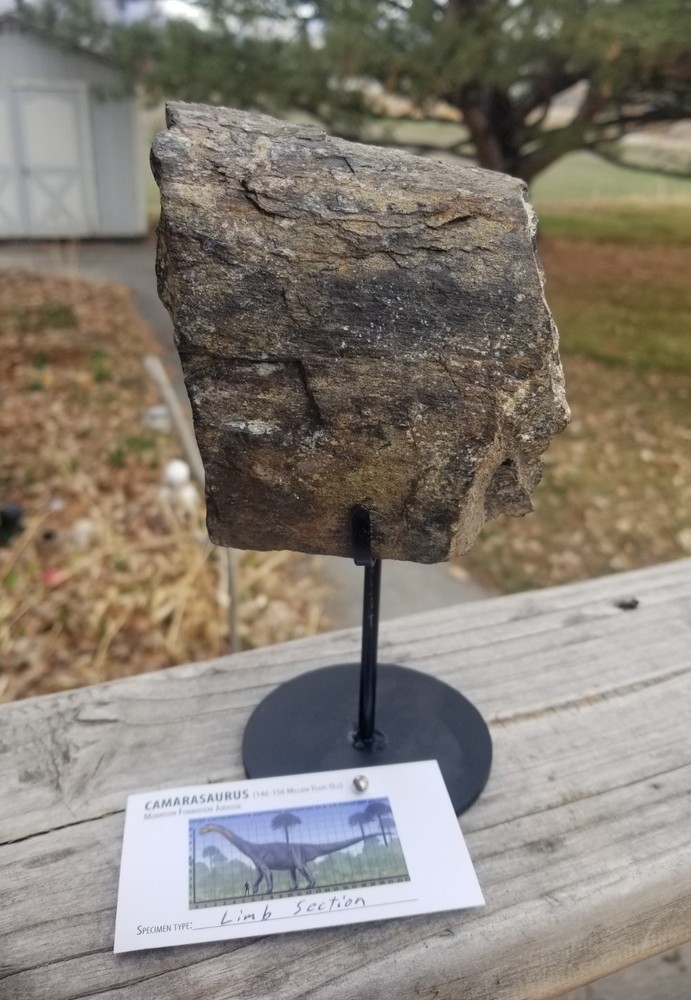 Nice Camarasaurus Limb Section Fossil Dinosaur Jurassic Morrison CO Recent Dig