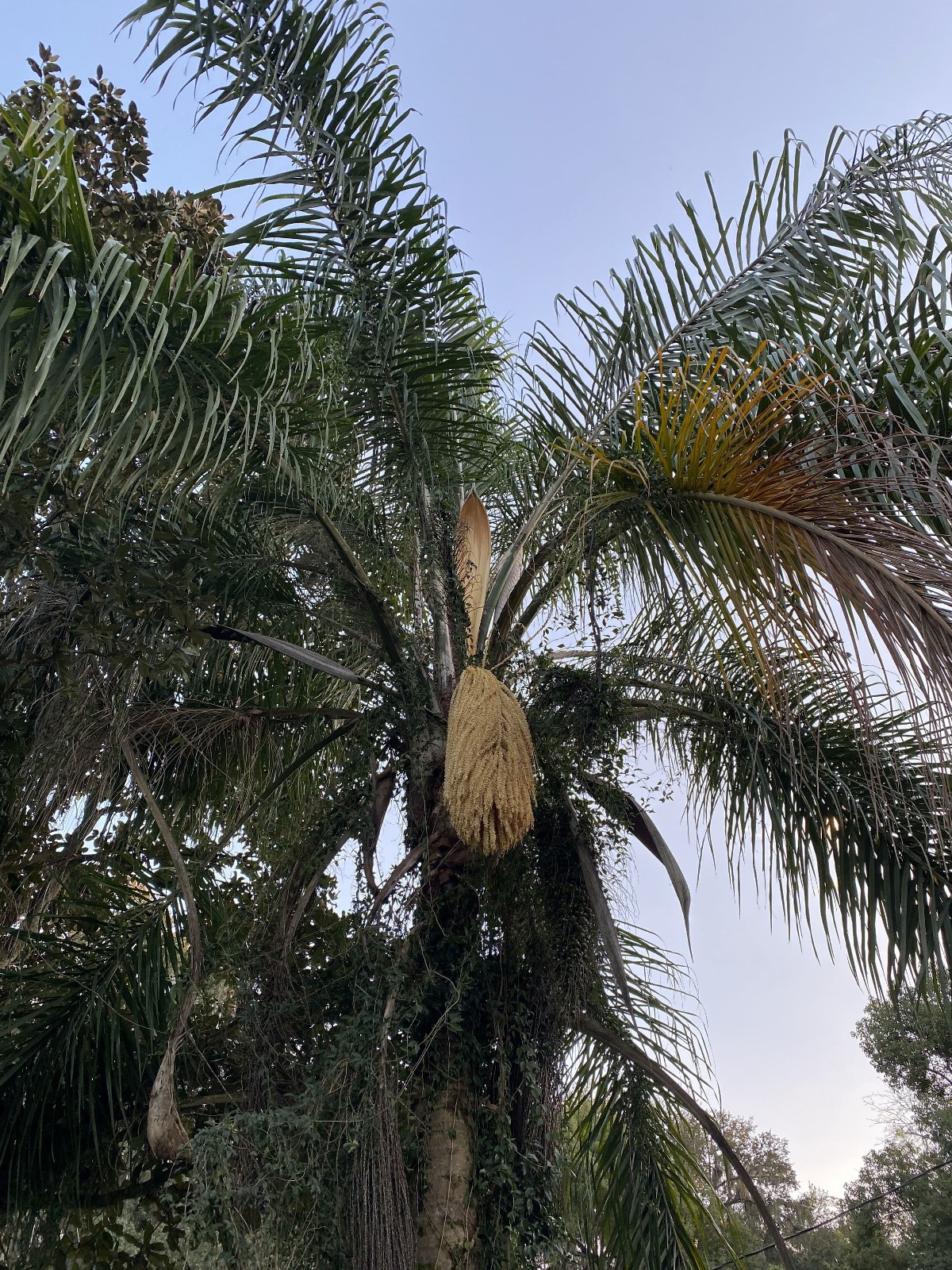 Butiagrus Seeds! F1 Hybrid Mule Palm Seeds. Rarely Ever Offered! Cold Hardy!