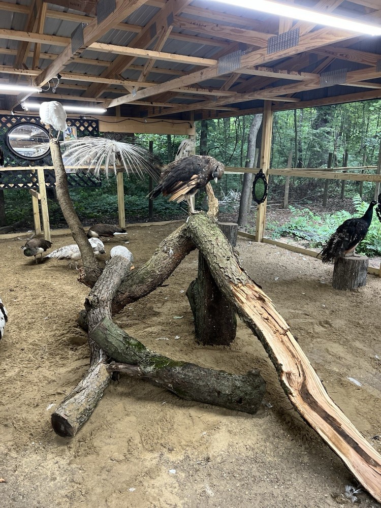 🦚 5 Peacock Peafowl Hatching Eggs 🦚 READ DESCRIPTION