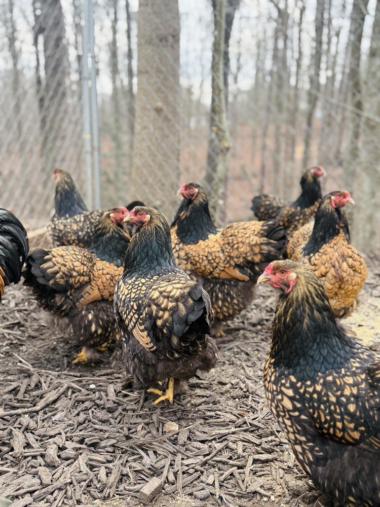 12++ Gold Laced Brahma Hatching Eggs