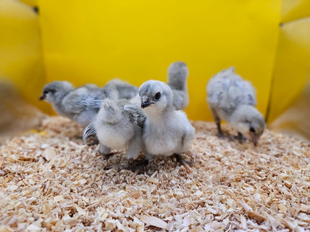 5 + HATCHING EGGS, EASTER/OLIVE EGGERS, AMERAUCANA, LEGBAR.